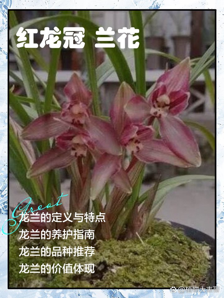 紅龍字蘭花的養殖注意事項