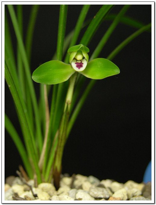 紅龍字蘭花的養殖注意事項