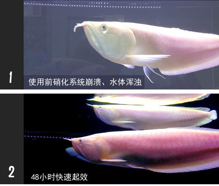 龍魚(yú)狀態(tài)不好沒(méi)食欲怎么調(diào)節(jié)水質(zhì)問(wèn)題：如何調(diào)節(jié)龍魚(yú)的水質(zhì)問(wèn)題