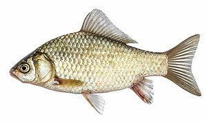 鯉魚圖片