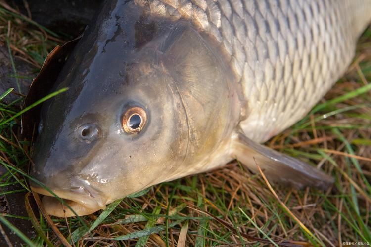 鯉魚圖片