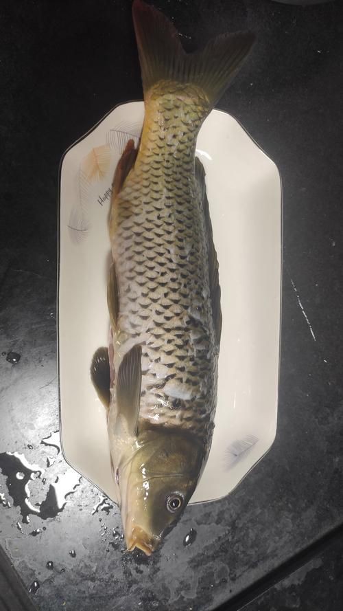鯉魚圖片