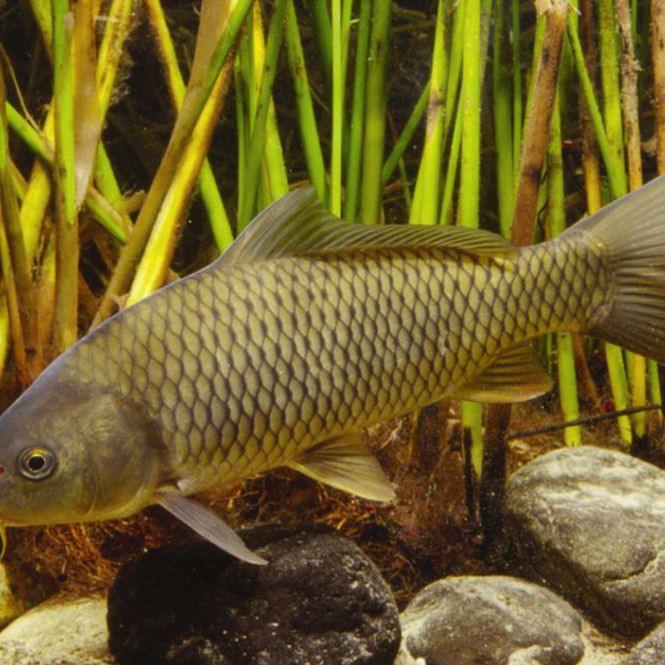 鯉魚圖片