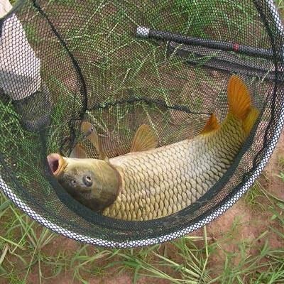 鯉魚圖片