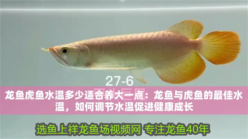 龍魚虎魚水溫多少適合養大一點：龍魚與虎魚的最佳水溫，如何調節水溫促進健康成長 龍魚虎魚水溫多少適合養大一點：龍魚與虎魚的最佳水溫，如何調節水溫促進健康成長 龍魚百科 第1張
