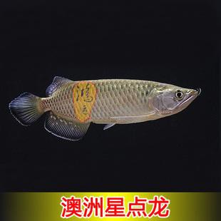 澳洲龍魚圖片