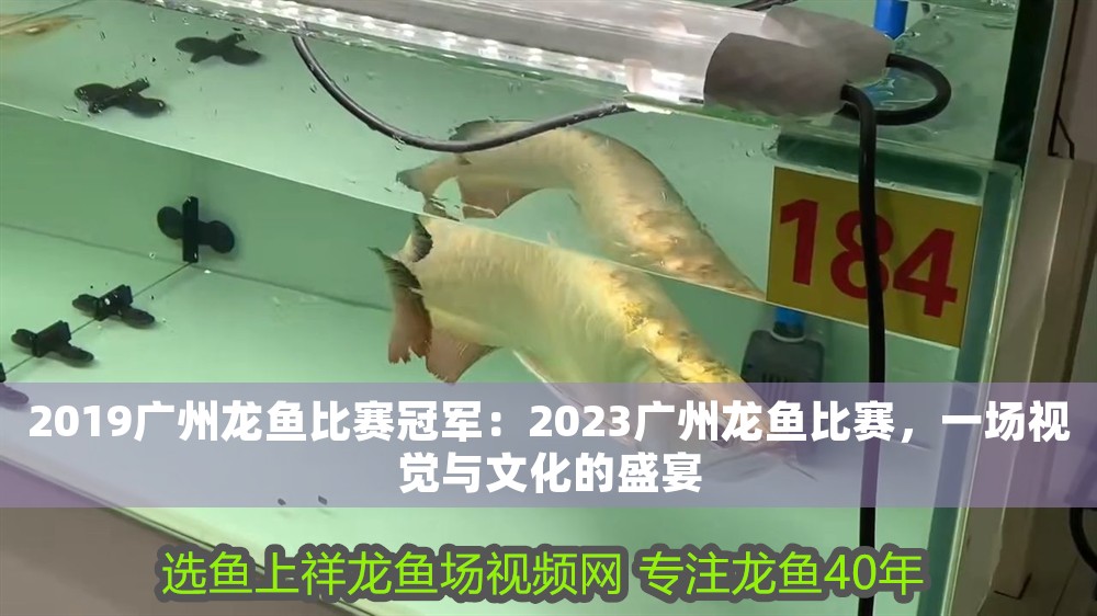 2019廣州龍魚比賽冠軍：2023廣州龍魚比賽，一場視覺與文化的盛宴