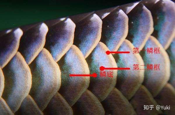 如何區(qū)分紫底和藍底過背金龍魚？