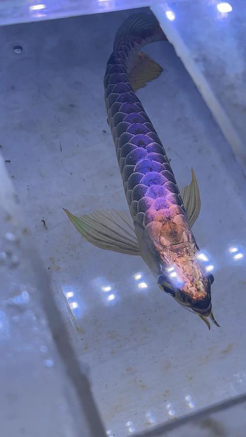 如何區(qū)分紫底和藍底過背金龍魚？