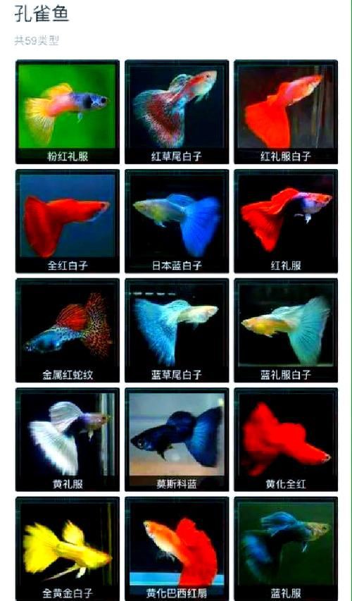 孔雀魚品種大全圖