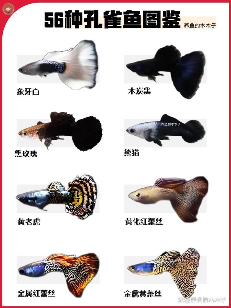 孔雀魚品種大全圖