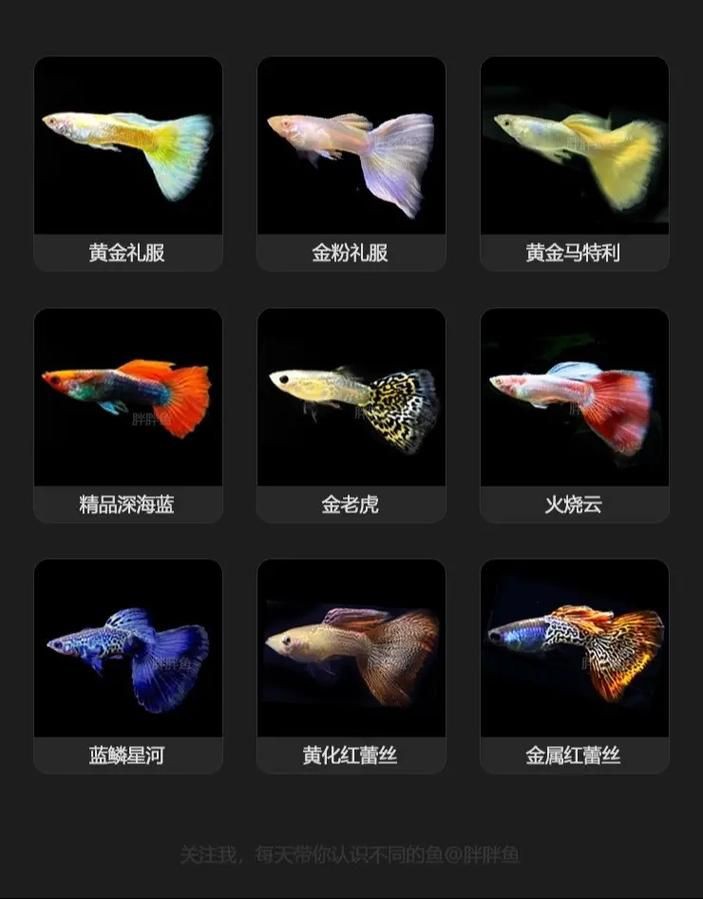 孔雀魚品種大全圖