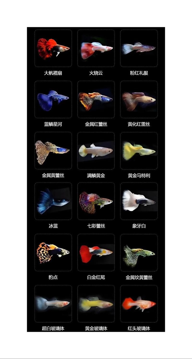 孔雀魚品種大全圖