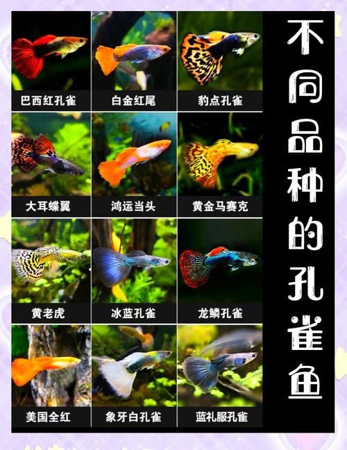 孔雀魚品種大全圖