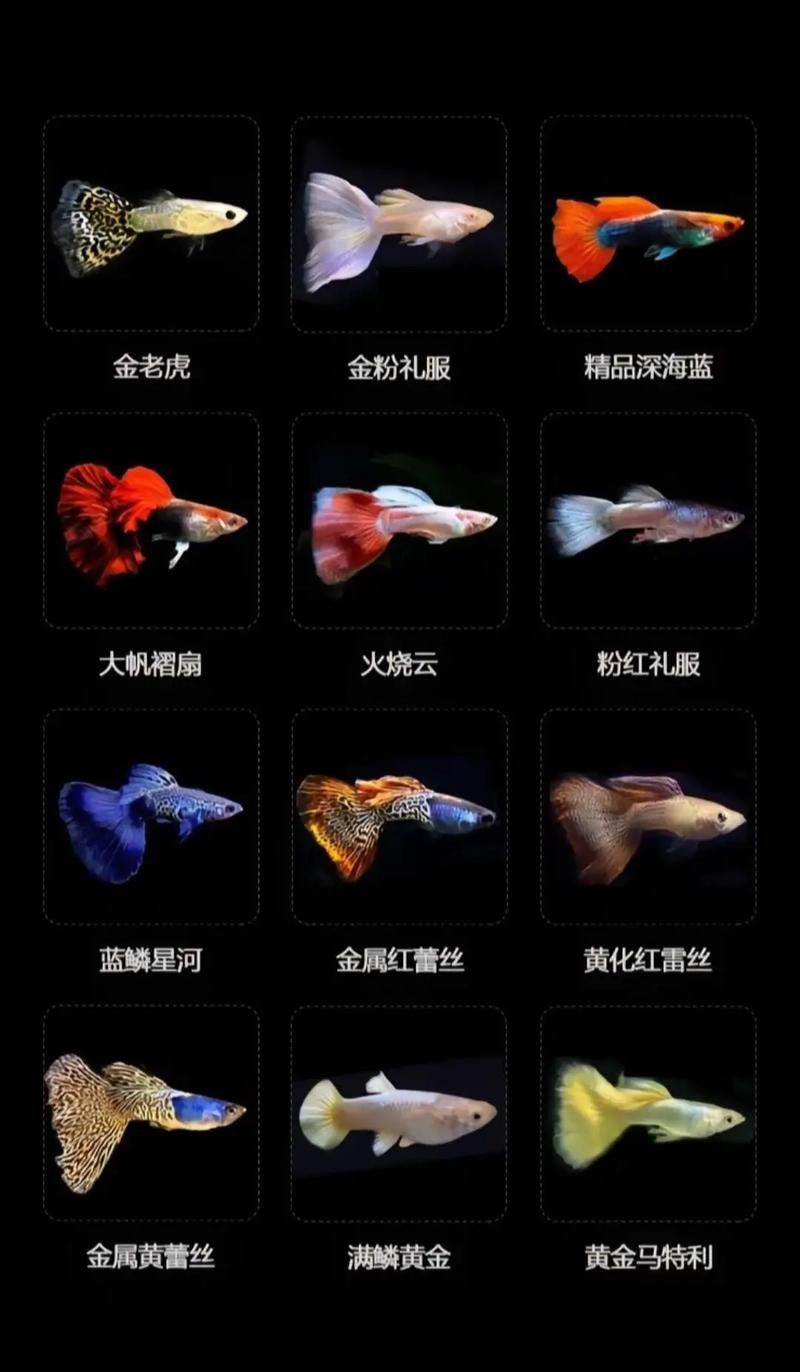孔雀魚品種大全圖