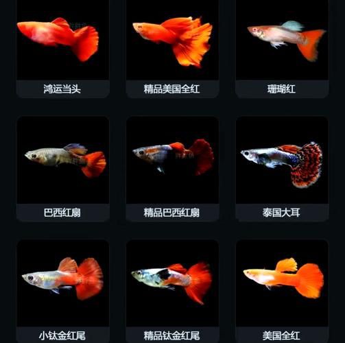 孔雀魚品種大全圖