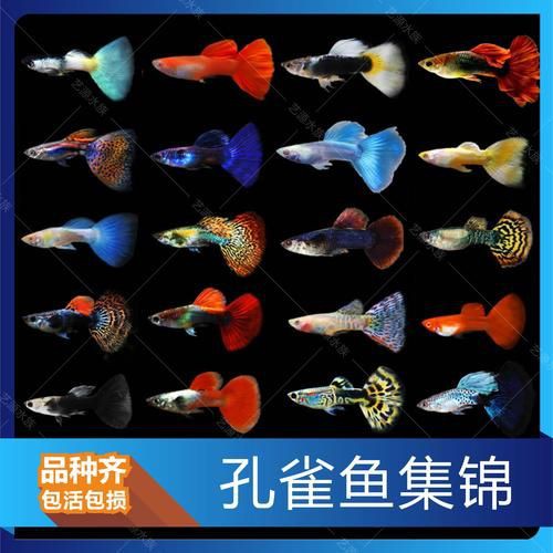 孔雀魚品種大全圖