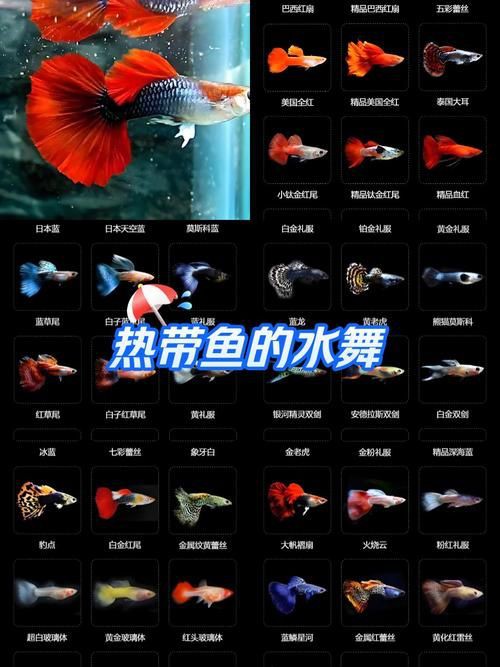 孔雀魚品種大全圖
