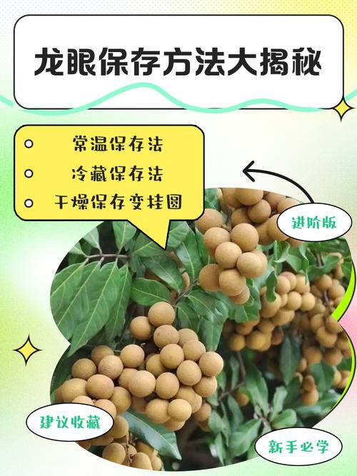 白霧處理后的龍眼能放多久？