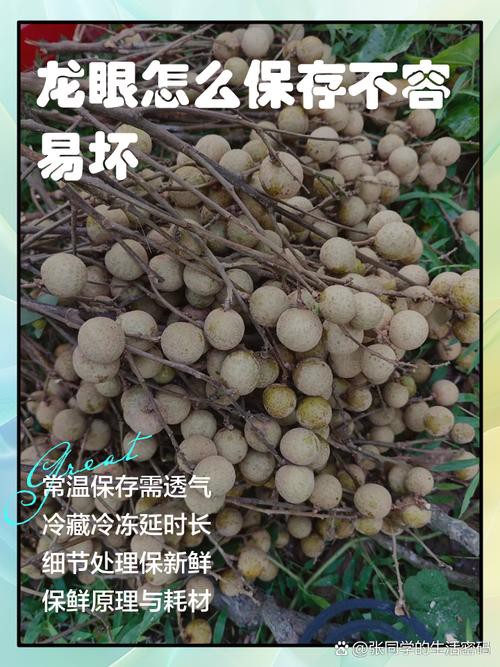 白霧處理后的龍眼能放多久？