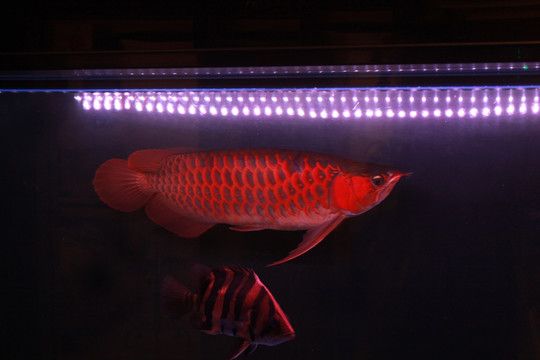 金龍魚用什么顏色燈好看：金色底金龍魚的燈光選擇