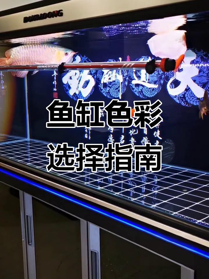 紅龍白底和黑底哪個(gè)更美觀？