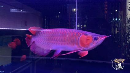 龍魚(yú)發(fā)色用什么燈好：紅龍魚(yú)發(fā)色燈光對(duì)龍魚(yú)的發(fā)色影響光譜燈管的選擇