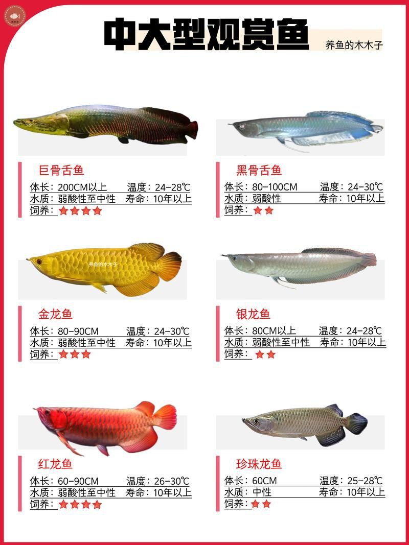 賽級龍魚最貴三個品種介紹圖片