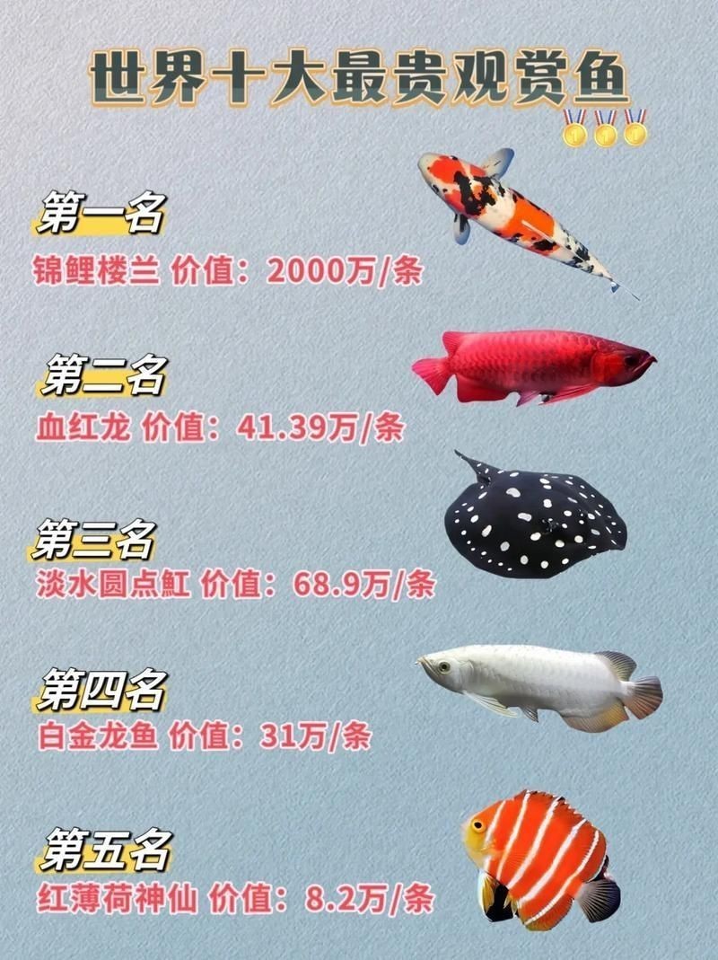 賽級龍魚最貴三個品種介紹圖片