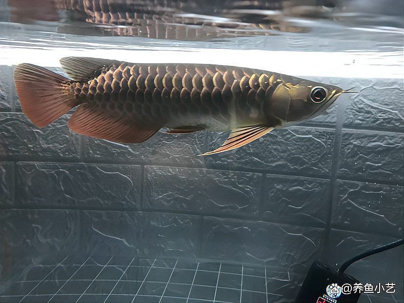 龍魚高背最忌諱三個地方