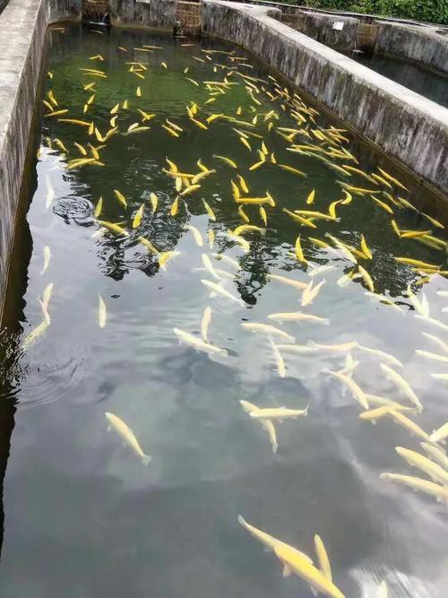 樂山龍魚專賣店