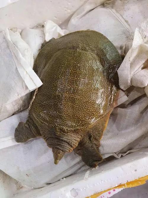 樂山龍魚專賣店