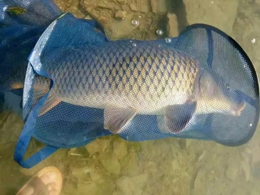 七紋巨鯉魚最佳飼養水溫：七紋巨鯉魚的最佳飼養水溫