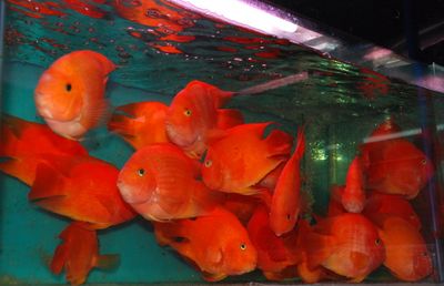 龍魚配虎魚和鸚鵡魚哪個好：龍魚和虎魚混養注意事項，虎魚鸚鵡魚混養成功率不太確定