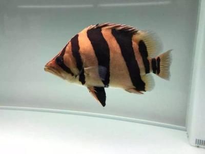 龍魚配虎魚和鸚鵡魚哪個(gè)好：龍魚和虎魚混養(yǎng)注意事項(xiàng)，虎魚鸚鵡魚混養(yǎng)成功率不太確定