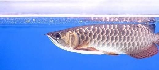 金龍魚30公分沒珠鱗：30公分的金龍魚沒有珠鱗是正常的