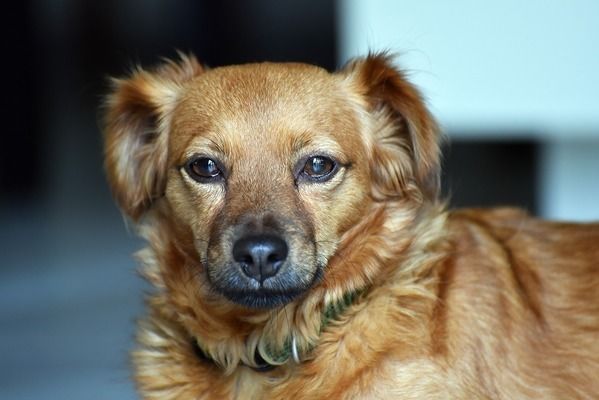 金龍魚的魚缸怎么換水最好，金龍魚魚缸換水保持水質清潔和適宜的關鍵措施和注意事項