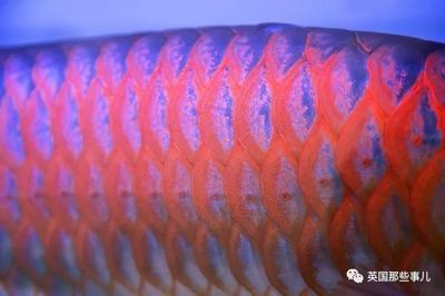 龍魚貴不貴呀怎么看品相（龍魚價格和品相判斷） 龍魚貴不貴呀怎么看品相（龍魚價格和品相判斷） 龍魚百科 第4張