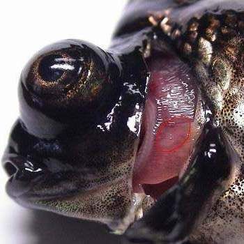 哪些食物有助于預防龍魚爛鰓？