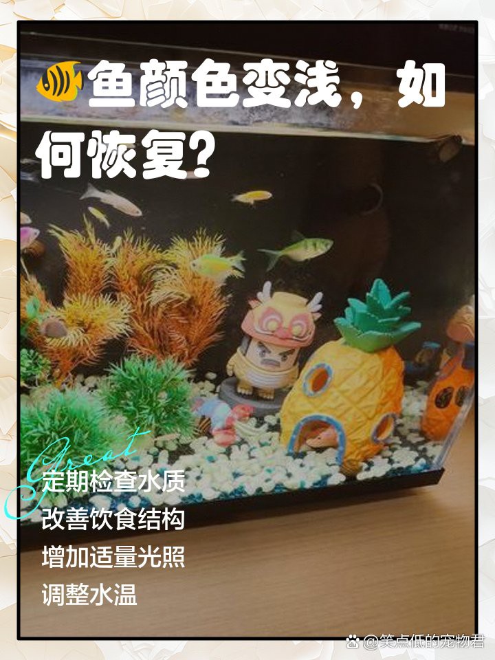 紅龍魚腮部顏色變淺怎么辦？