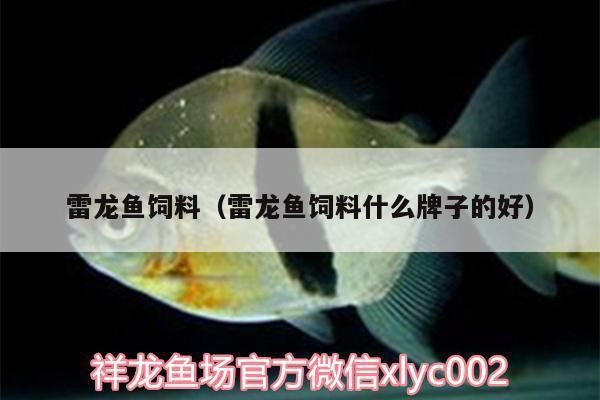 白色雷龍魚喂啥飼料（如何自制雷龍魚飼料，雷龍魚發(fā)色飼料品牌推薦）