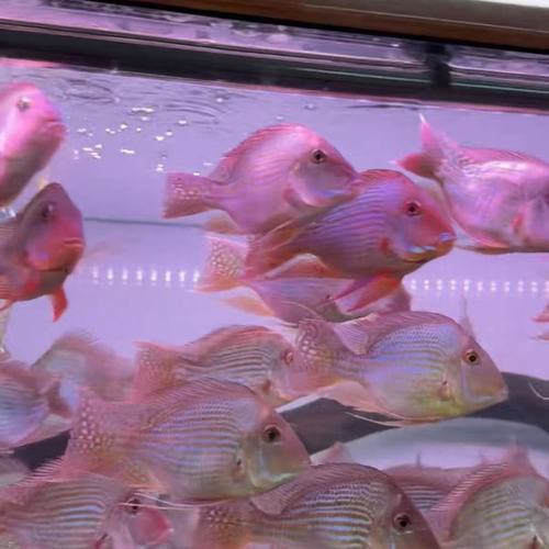 紅龍魚和元寶鳳凰混養好嗎圖片欣賞