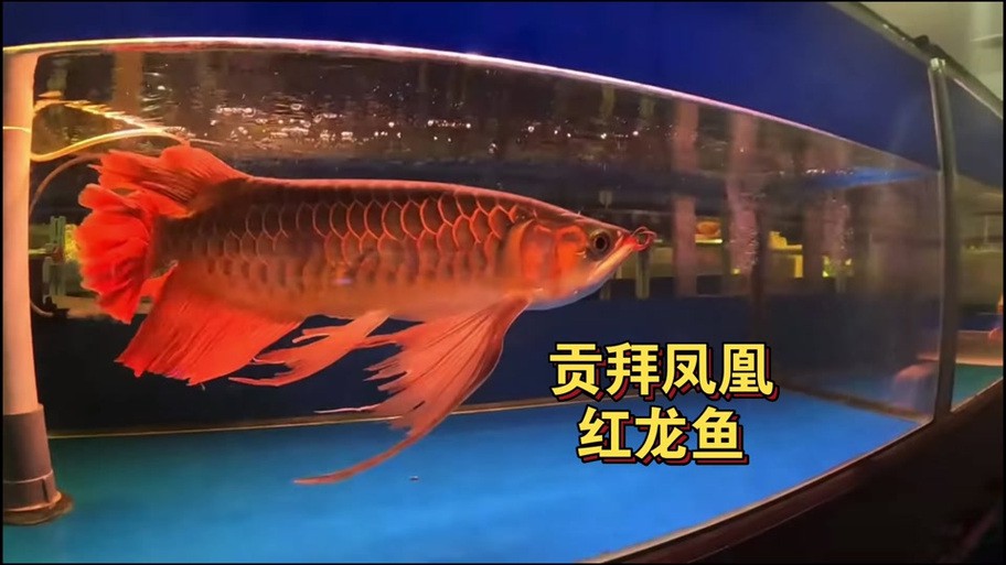 紅龍魚和元寶鳳凰混養好嗎圖片欣賞