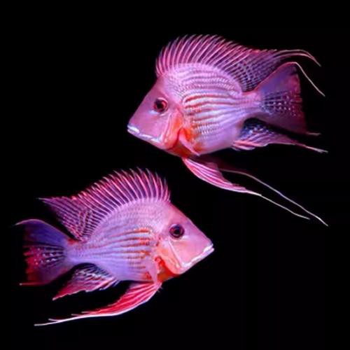 紅龍魚和元寶鳳凰混養好嗎圖片欣賞