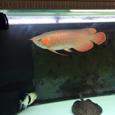 比紅龍魚(yú)貴的魚(yú)叫什么品種：比紅龍魚(yú)更貴的魚(yú)類(lèi)品種及其特點(diǎn)紫艷紅龍的品鑒標(biāo)準(zhǔn)