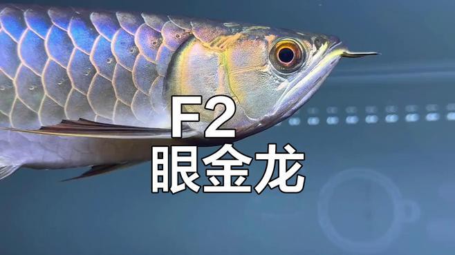 過(guò)背金龍魚(yú)眼睛是什么顏色