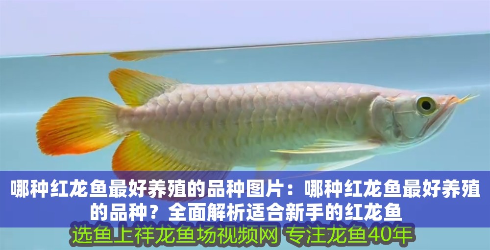 哪種紅龍魚最好養殖的品種圖片：哪種紅龍魚最好養殖的品種？全面解析適合新手的紅龍魚