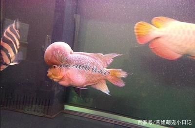 龍魚和羅漢混養：龍魚和羅漢混養需要注意的幾個方面