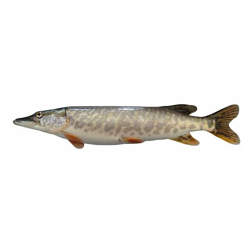 龍騰魚是什么魚