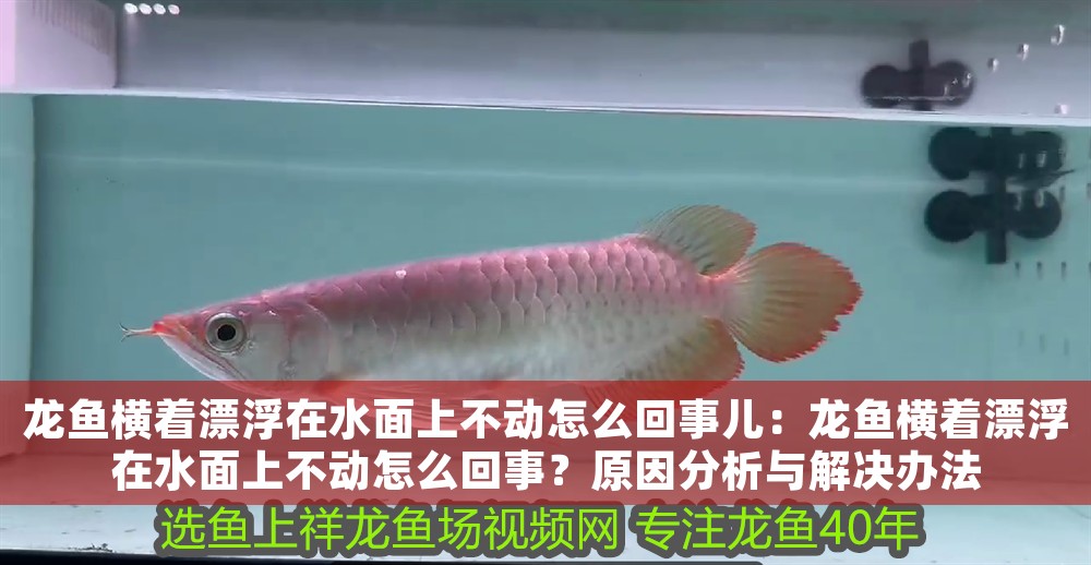 龍魚橫著漂浮在水面上不動怎么回事兒：龍魚橫著漂浮在水面上不動怎么回事？原因分析與解決辦法